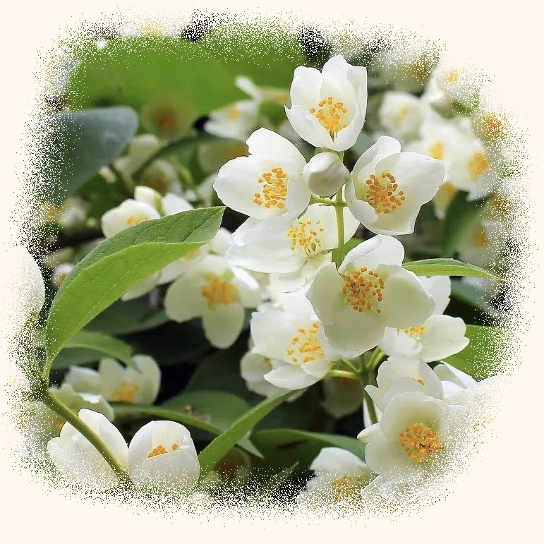 Мо Ли Хуа Ча «качественный сон» Зеленый чай с&nbsp;жасмином